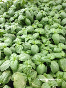 basilpots