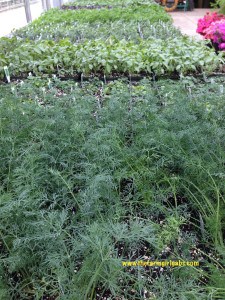 herb pots