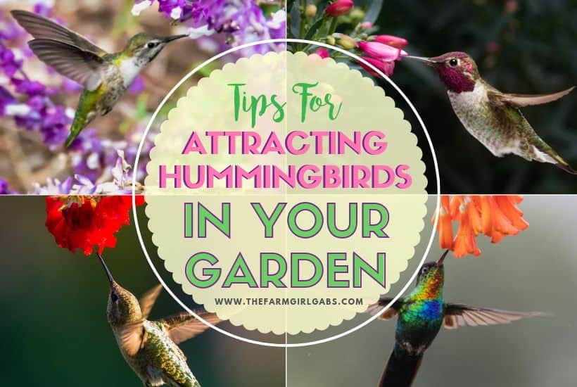 Find more beautiful hummingbirds in your garden this summer. Here are some useful tips for attracting hummingbirds in your garden. #gardeningtips #hummingbirds #gardeningideas