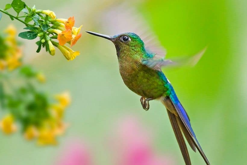 Tips For Attracting Hummingbirds In Your Garden