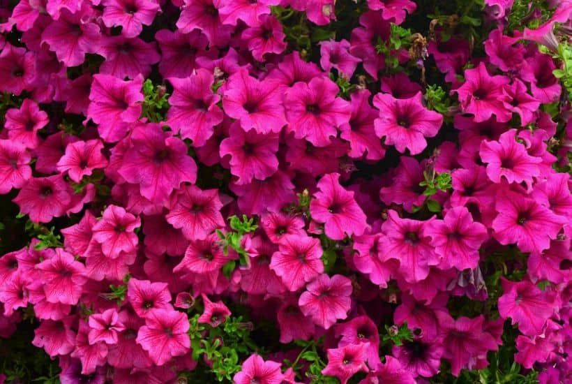 Tips For Attracting Hummingbirds In Your Garden