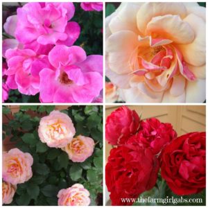 Rose Collage