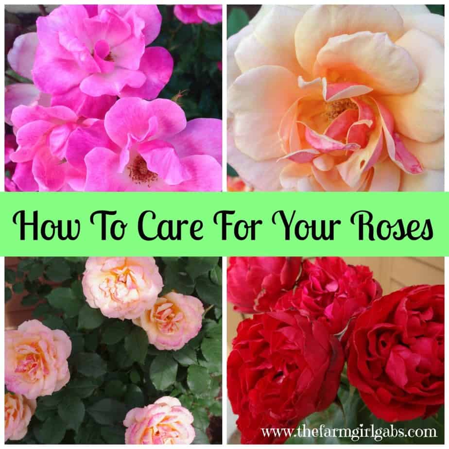 Simple Rose Care Tips & Techniques