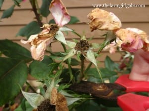 Rose Pruning 1