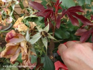 Rose Pruning 2