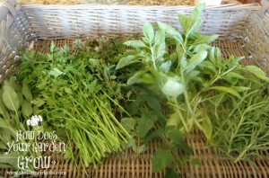 Basket of Herbs