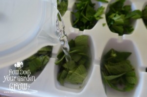 Freezing Herbs in Water