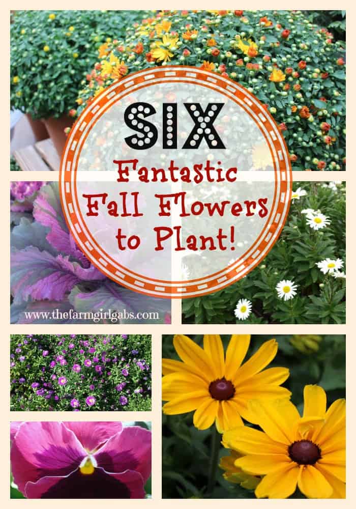 Six Fantastic Fall Flowers To Plant In Your Garden Www Six Fantastic Fall Flowers To Plant From How Does Your Garden Grow Www