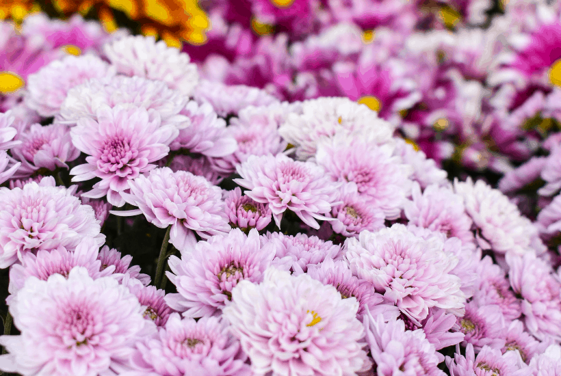 Add some beautiful color to your flower gardens this fall. Try these Six Fantastic Fall Flowers To Plant In Your Garden. These fall flowers and plants can withstand those chilly nights and bring vibrant colors to any fall day! #gardeningtips #fallgardening #fallflowers #fallplants #gardenideas