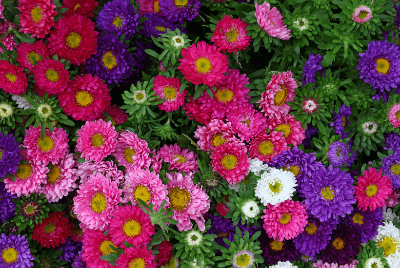 Add some beautiful color to your flower gardens this fall. Try these Six Fantastic Fall Flowers To Plant In Your Garden. These fall flowers and plants can withstand those chilly nights and bring vibrant colors to any fall day! #gardeningtips #fallgardening #fallflowers #fallplants #gardenideas
