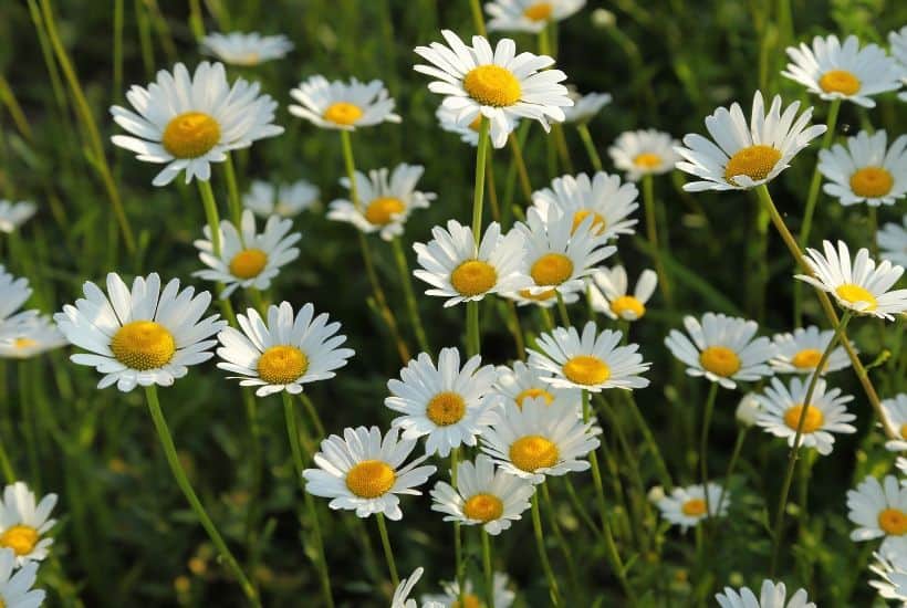 Add some beautiful color to your flower gardens this fall. Try these Six Fantastic Fall Flowers To Plant In Your Garden. These fall flowers and plants can withstand those chilly nights and bring vibrant colors to any fall day! #gardeningtips #fallgardening #fallflowers #fallplants #gardenideas