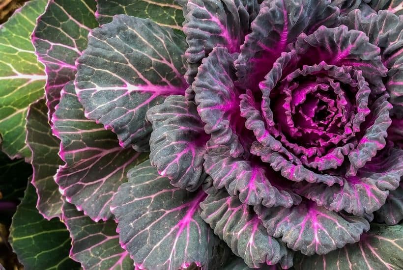 Add some beautiful color to your flower gardens this fall. Try these Six Fantastic Fall Flowers To Plant In Your Garden. These fall flowers and plants can withstand those chilly nights and bring vibrant colors to any fall day! #gardeningtips #fallgardening #fallflowers #fallplants #gardenideas