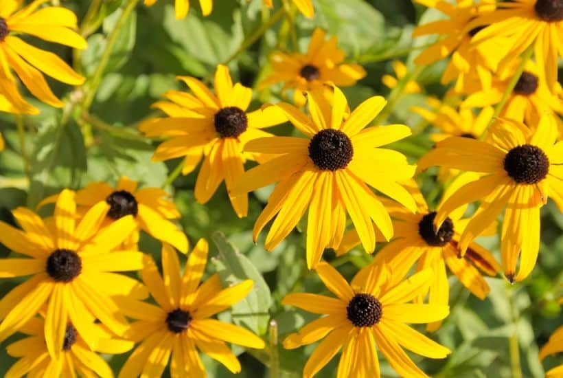 Add some beautiful color to your flower gardens this fall. Try these Six Fantastic Fall Flowers To Plant In Your Garden. These fall flowers and plants can withstand those chilly nights and bring vibrant colors to any fall day! #gardeningtips #fallgardening #fallflowers #fallplants #gardenideas