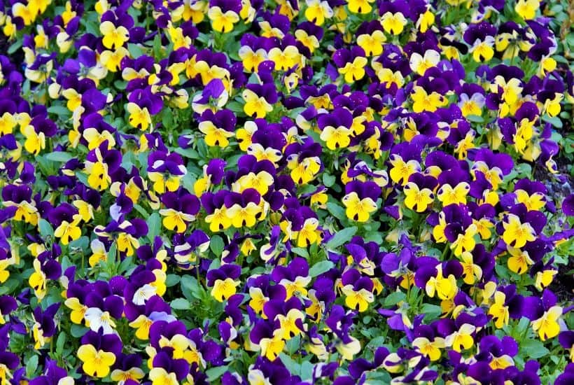 Add some beautiful color to your flower gardens this fall. Try these Six Fantastic Fall Flowers To Plant In Your Garden. These fall flowers and plants can withstand those chilly nights and bring vibrant colors to any fall day! #gardeningtips #fallgardening #fallflowers #fallplants #gardenideas