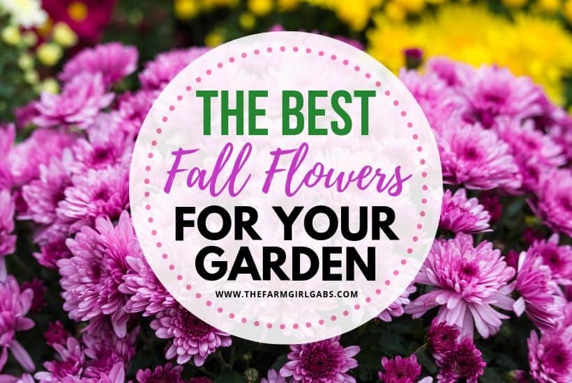Add some beautiful color to your flower gardens this fall. Try these Six Fantastic Fall Flowers To Plant In Your Garden. These fall flowers and plants can withstand those chilly nights and bring vibrant colors to any fall day!  #gardeningtips #fallgardening #fallflowers #fallplants #gardenideas