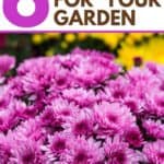 Add some beautiful color to your flower gardens this fall. Try these Six Fantastic Fall Flowers To Plant In Your Garden. These fall flowers and plants can withstand those chilly nights and bring vibrant colors to any fall day! #gardeningtips #fallgardening #fallflowers #fallplants #gardenideas
