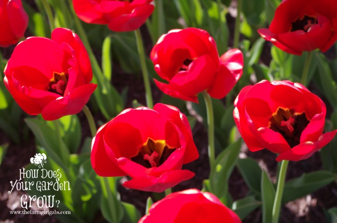 Tips for Planting Spring Bulbs