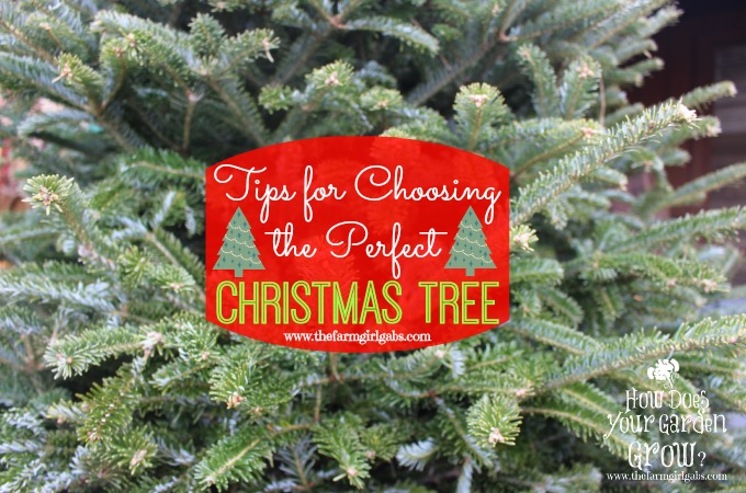 How To Choose the Perfect Christmas Tree | The Farm Girl Gabs®