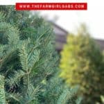 Check out these helpful tips on How To Choose The Perfect Christmas Tree. Choosing the family Christmas tree is fun for everyone. Follow these tips to ensure your tree lasts throughout the holiday season. #christmastree #christmasdecorations #christmasornaments #farmhousechristmas