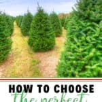 Check out these helpful tips on How To Choose The Perfect Christmas Tree. Choosing the family Christmas tree is fun for everyone. Follow these tips to ensure your tree lasts throughout the holiday season. #christmastree #christmasdecorations #christmasornaments #farmhousechristmas