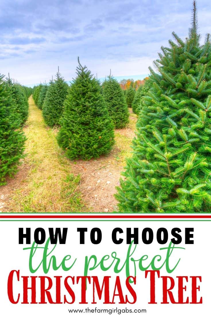 How To Choose the Perfect Christmas Tree The Farm Girl Gabs®