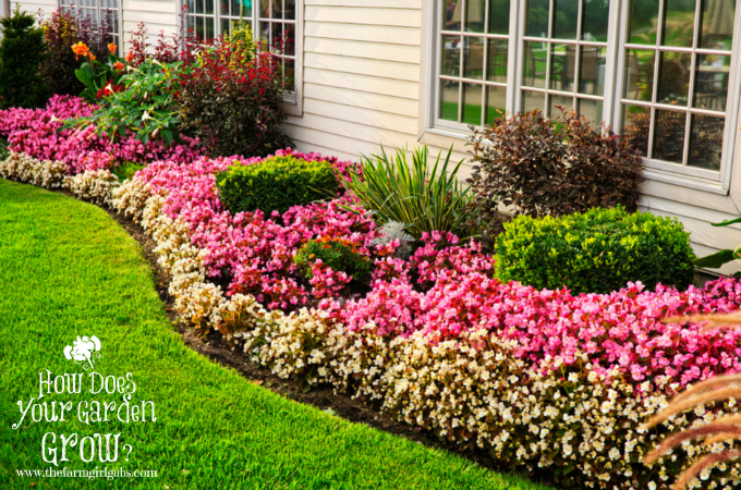 Begonias - Feature