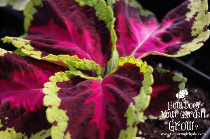 Coleus