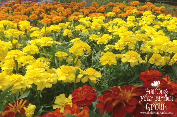 Marigold