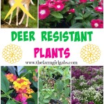Do you have trouble with the deer population in your area? They love to eat the beautiful flowers and plants in our garden. Here are some deer-resistant plants that you can plant in your garden and the deer should not eat.