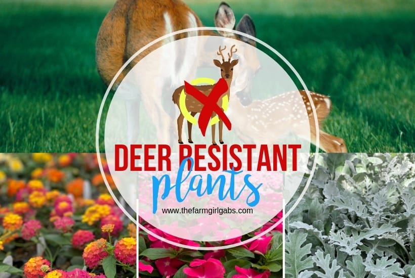 Deer Resistant Plants The Farm Girl Gabs