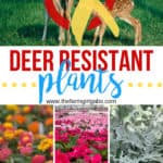 Do you have trouble with the deer population in your area? They love to eat the beautiful flowers and plants in our garden. Here are some deer resistant plants that you can plant in your garden and the deer should not eat. Enjoy these helpful gardening tips. #GardeningTips #DeerResistantPlants #GardeningIdeas #Flowers #Planting