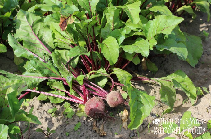 Beet Field