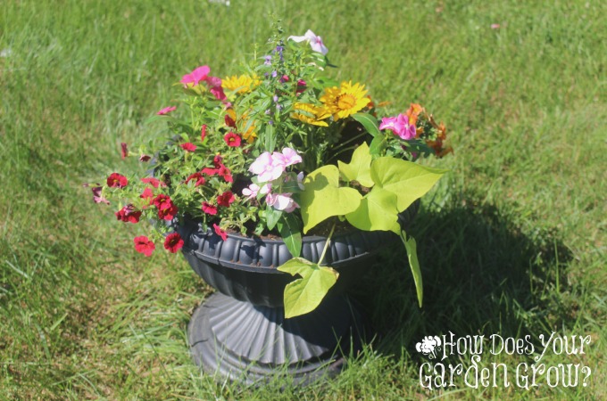Summer Cocktail Container Garden - Feature 1