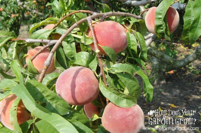 Peach Tree at Russo's