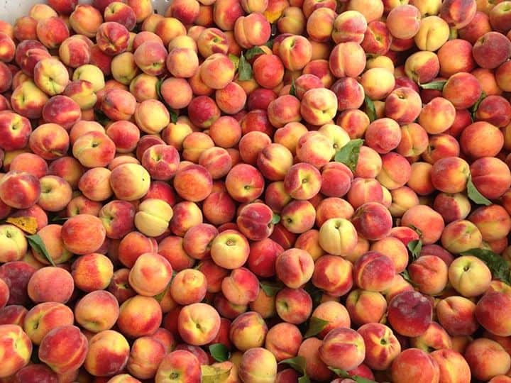 peaches