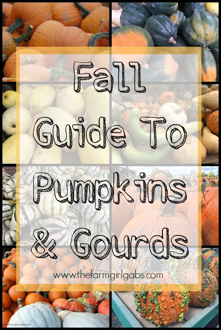 Fall Guide To Pumpkins and Gourds