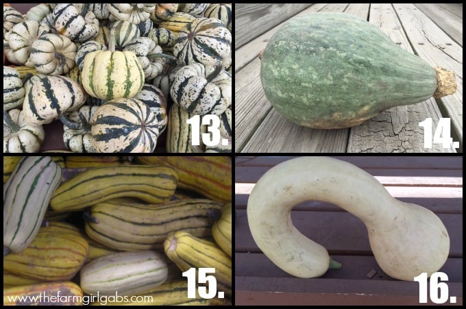 Pumpkin Collage 4