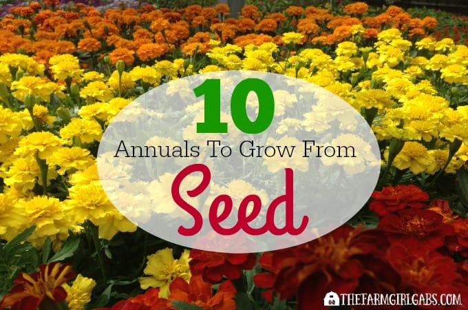 10 Annuals To Grow From Seed