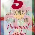 5 Cut Flowers To Grow In Your Perennial Garden