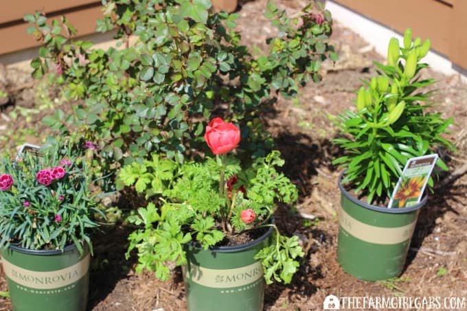 5 Cut Flowers To Grow In Your Perennial Garden