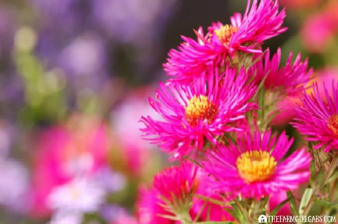 Asters