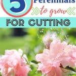 Bring the outdoors in with these Five Perennials To Grow In Your Cut Flower Garden. Grow your own cut flower garden. These best perennials for a cutting garden are easy to grow.