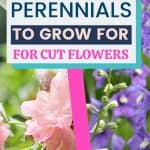 Bring the outdoors in with these Five Perennials To Grow In Your Cut Flower Garden. Grow your own cut flower garden. These best perennials for a cutting garden are easy to grow.