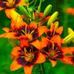 Bring the outdoors in with these Five Perennials To Grow In Your Cut Flower Garden. Grow your own cut flower garden. These best perennials for a cutting garden are easy to grow.