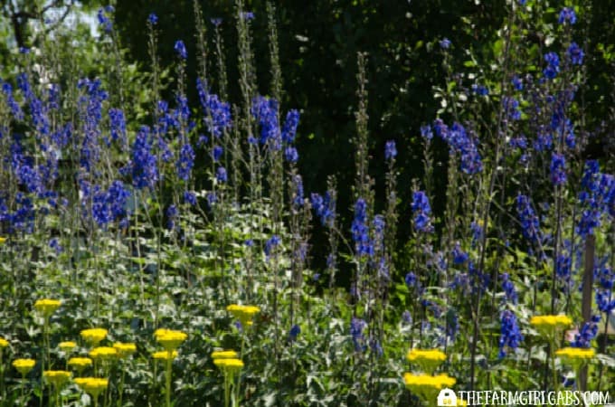 Delphiniums