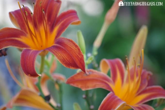 Lilies