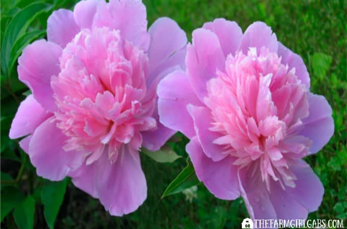 Peony