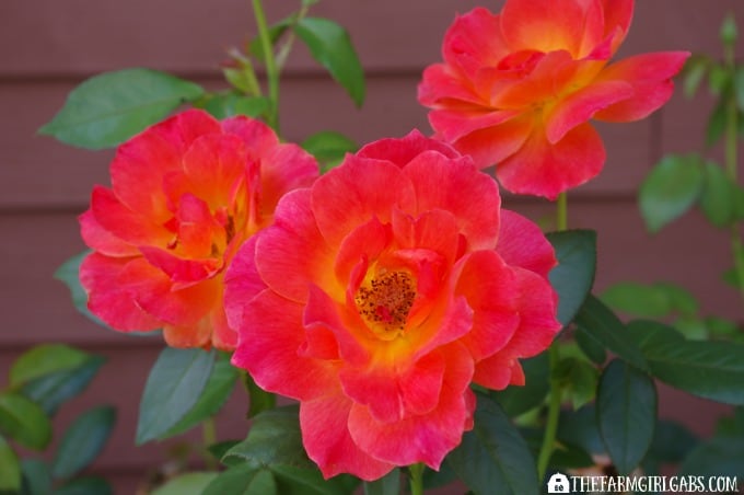 Roses