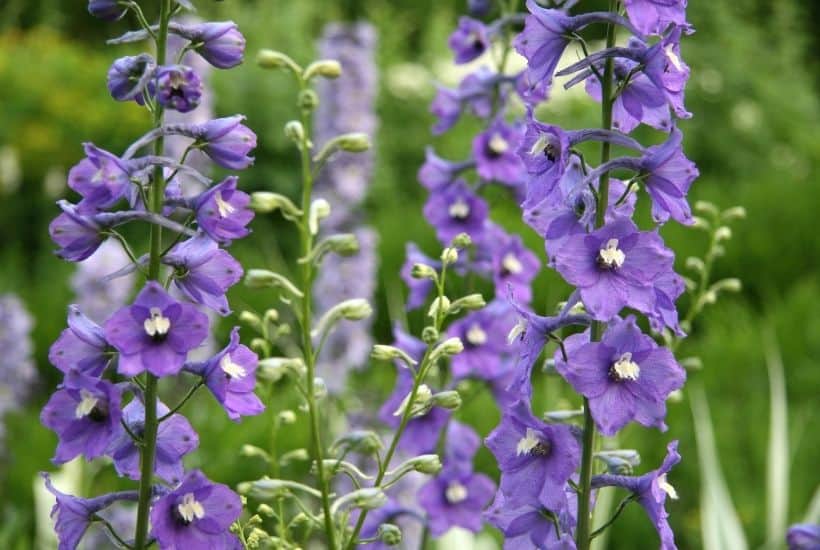 Bring the outdoors in with these Five Perennials To Grow In Your Cut Flower Garden. Grow your own cut flower garden. These best perennials for a cutting garden are easy to grow.