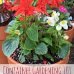 Container Gardening 101: Tips and Tricks For Growing The Most Beautiful Planters On The Block!
